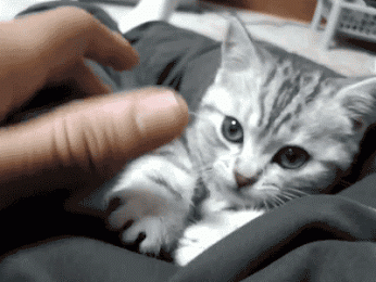 http://primavera.p.r.pic.centerblog.net/5e30f401.gif